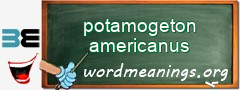 WordMeaning blackboard for potamogeton americanus